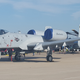 Warthog
